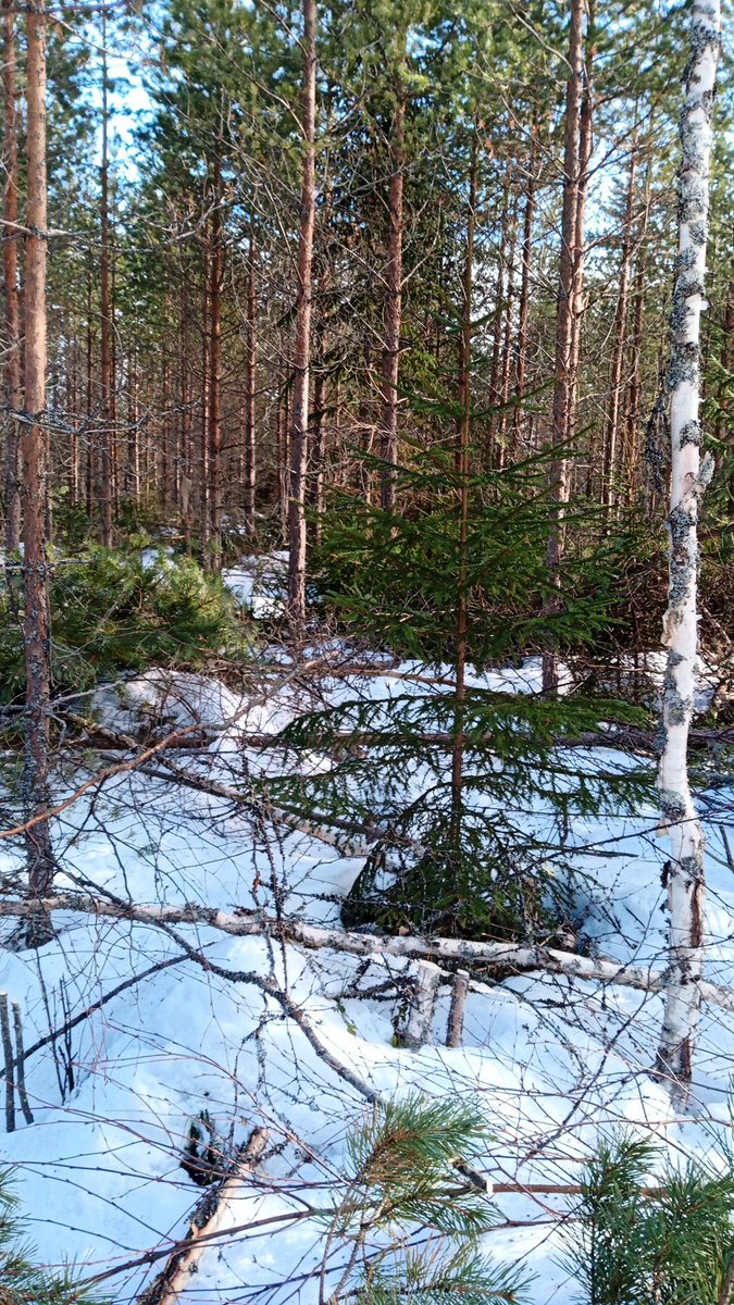 Taimikonhoitoa hankikannolla