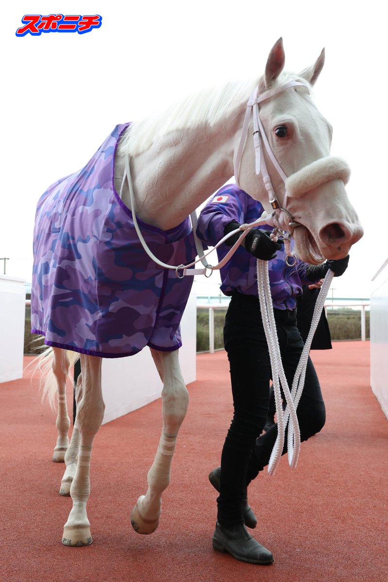 阪神２Rを勝利し７戦目で初勝利のカルパ。
＃競馬 ＃阪神競馬 ＃カルパ