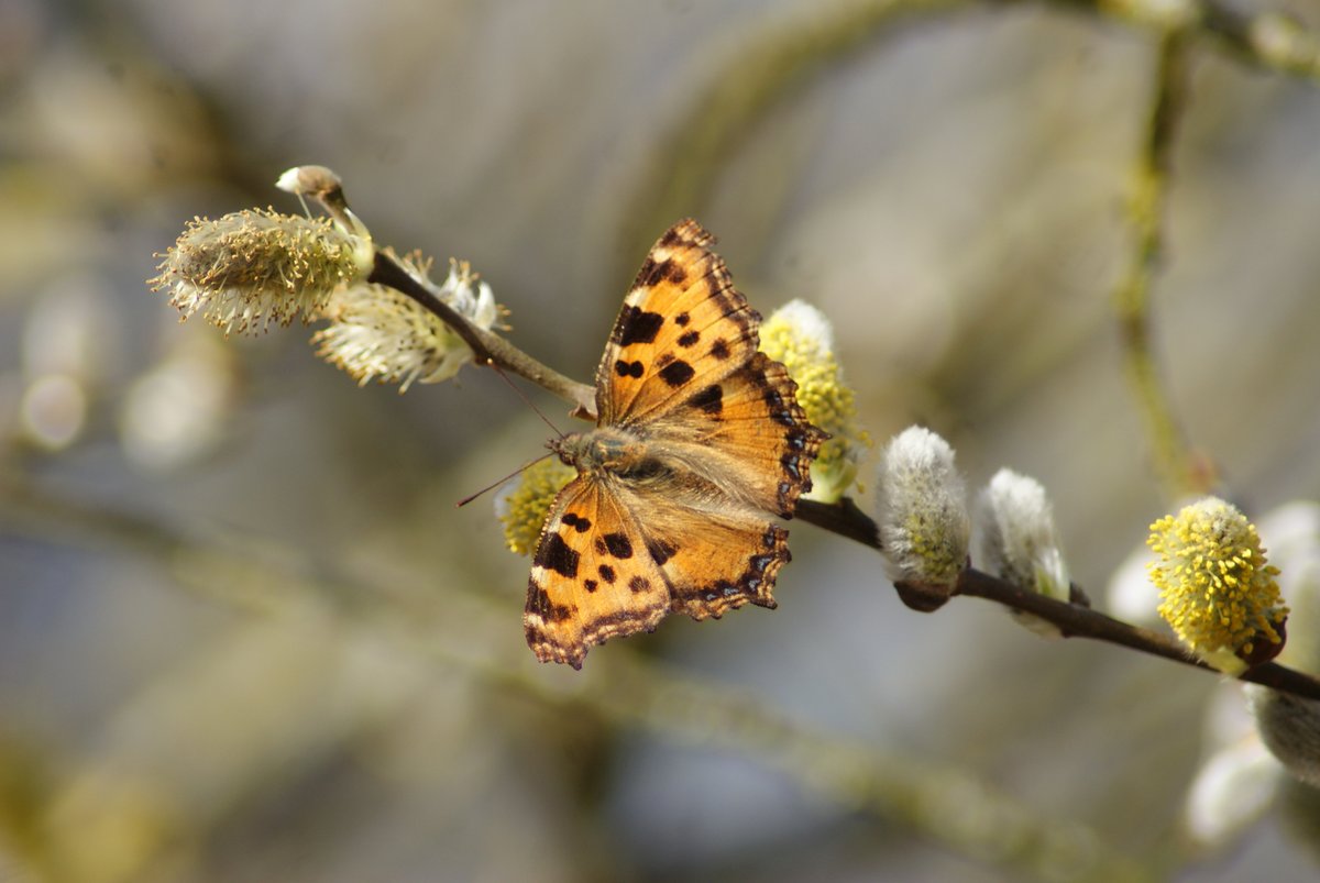 afgelopen donderdag in het weerterbos, oranje berkenspanner en de grote vos,