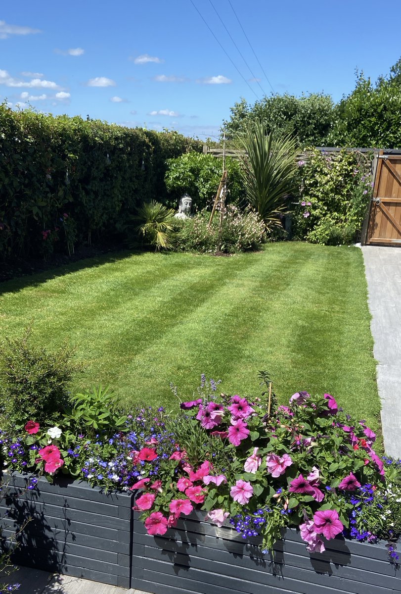 Lawn of the Week 🌸 Thank you to our GreenThumb Ashford customer for sharing your lawn with us. We love a lawn with a pop of colour 🌻🌼🪻 #LawnOfTheWeek #LawnCare