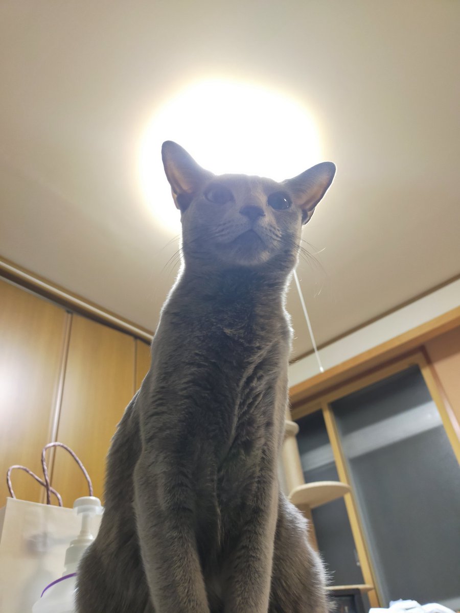 belle_bell_'s tweet photo. 光輪が🥹✨
#猫がいる生活 https://t.co/qBwK6SrpSg