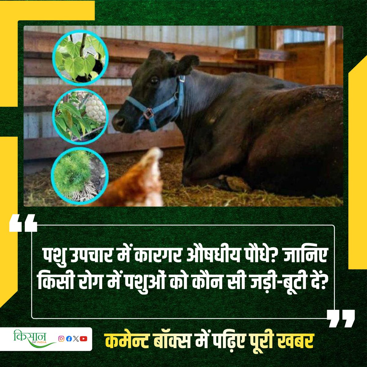कृषि संस्थान द्वारा सुझाए गए औषधीय पौधों द्वारा कैसे कर सकते हैं पशुओं का उपचार?

#KisanOfIndia #Agriculture #Agri #Viral #AnimalHusbandry #AnimalFeed #MedicinalPlants