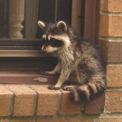 Raccoons Hourly tweet media