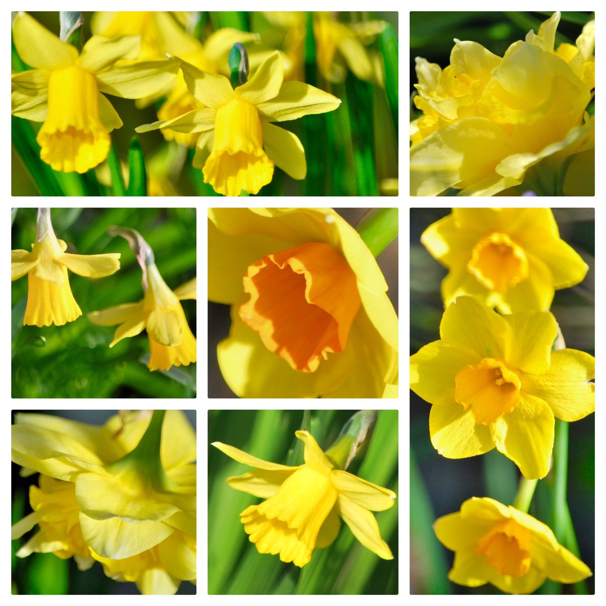 #SundayYellow Happy Sunday to you all!! A mixture of daffodils on the balcony!! 🌿💛🌿💛🌿💛🌿💛🌿💛🌿 #gardening #flowers #flowerreport #GardeningTwitter #yellow #balcony #ancoats #Manchester #springbulbs #spring #march #SevenOnSunday