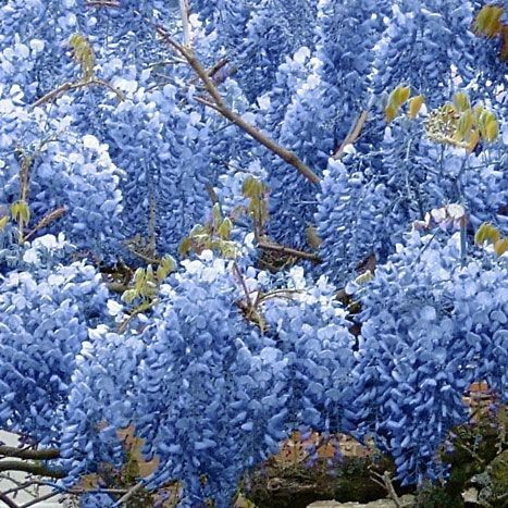 piedpiperyuuji's tweet photo. reply with any and i’ll give you a color!! 

i got blue! 

◌ aesthetic
◌ song/album
◌ tree
◌ ult bias https://t.co/gs4GxUSLED
