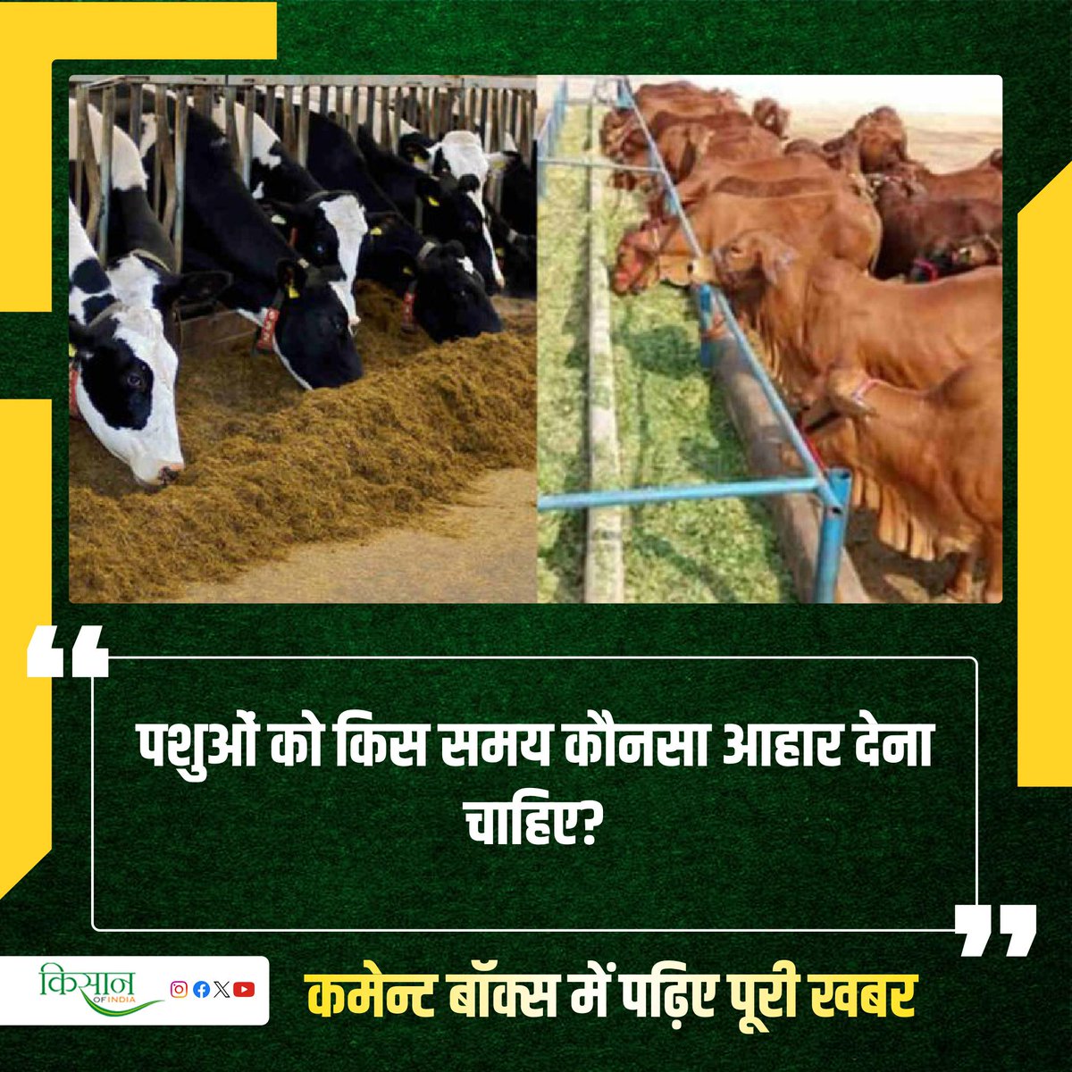 जानिए पशुओं के लिए सस्ता, सुलभ और पौष्टिक पशु आहार क्या हो सकता है?

#KisanOfIndia #Agriculture #Agri #Viral #AnimalHusbandry #AnimalFeed