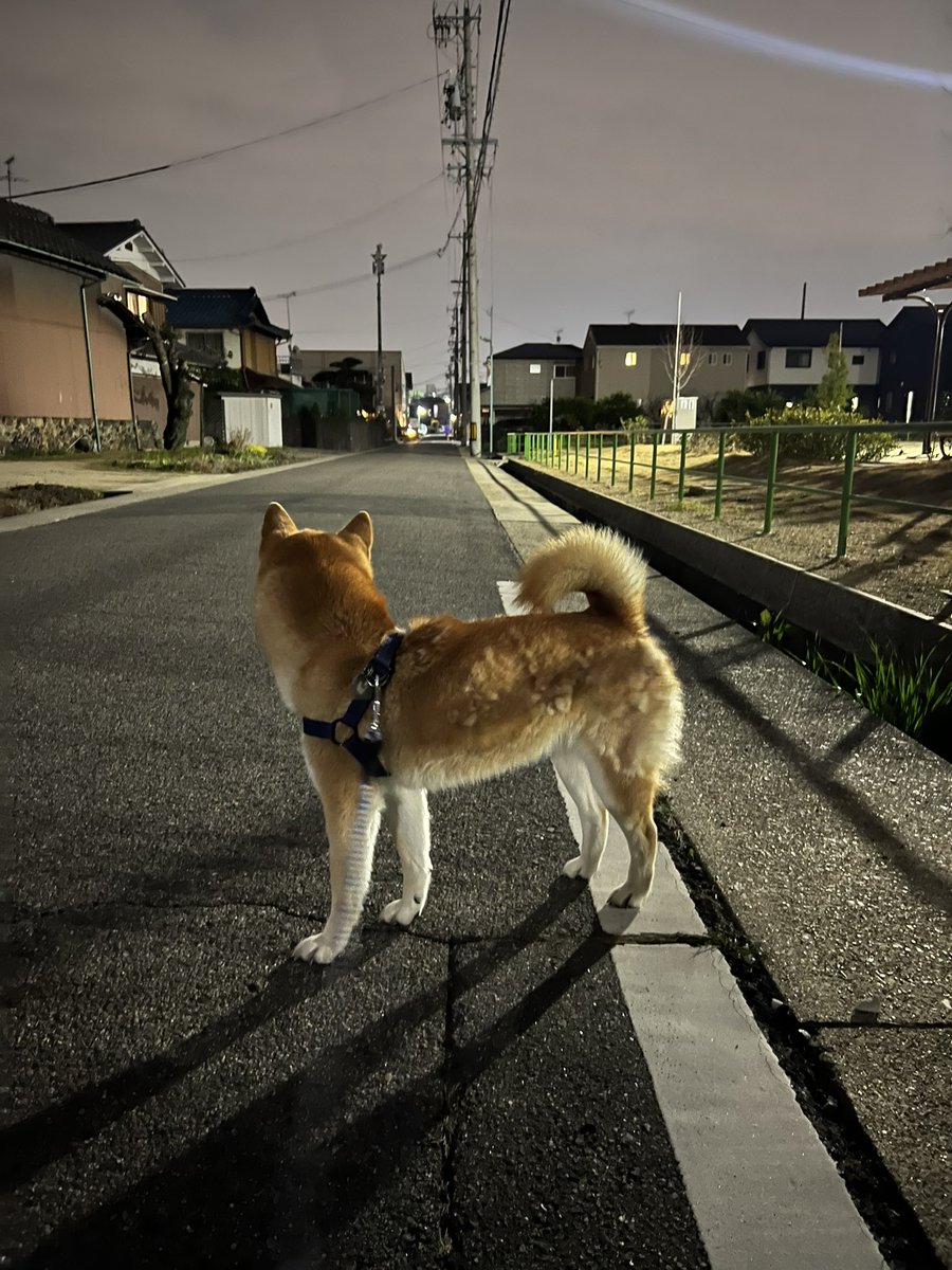 パパDTMerの週末が終わろうと
している…

いや、まだこれからや😆

朝から息子さんと過ごし、
車検引渡し、
公園連れてき、
帰宅して晩御飯作り、
散歩…
散歩ついでのおつかい…

からのDTM🙌

からの酒🍶までこぎつけたい本日🙂

#DTM
#DTMer