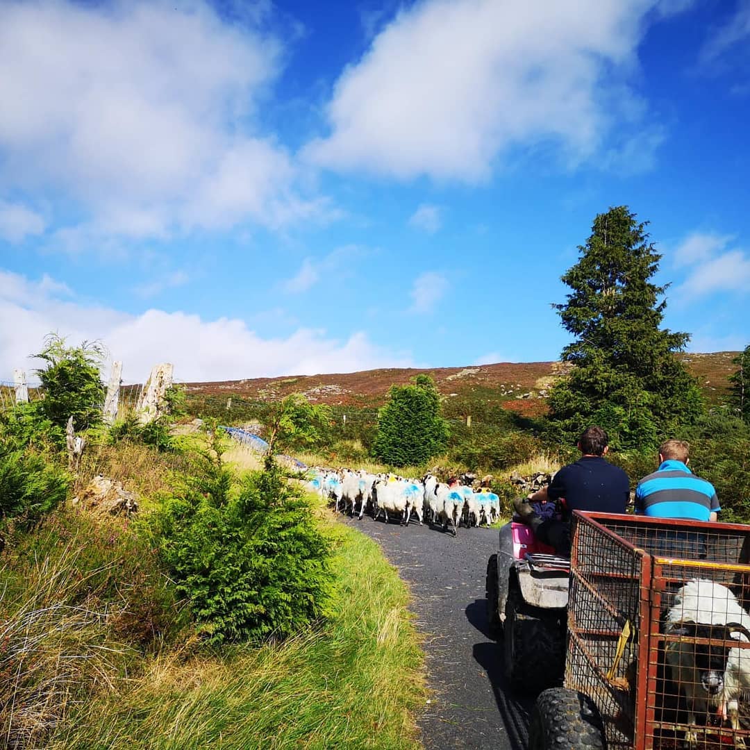 Traffic jam in Ireland 🇮🇪☘️ Happy St Patrick's Day to all our friends near and far #StPatricksDay #ireland #comeraghmountains #mahonfalls #waterford #celticwaysireland