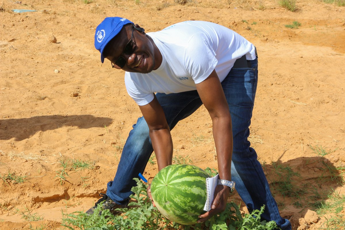 #storiesfromthefield:🍉harvest under Kobciye project, funded by the @EU_in_Somalia, is a refreshing success story! Families in #Puntland are relishing this nutritious treat during Ramadan #RamadanBlessings 🙏