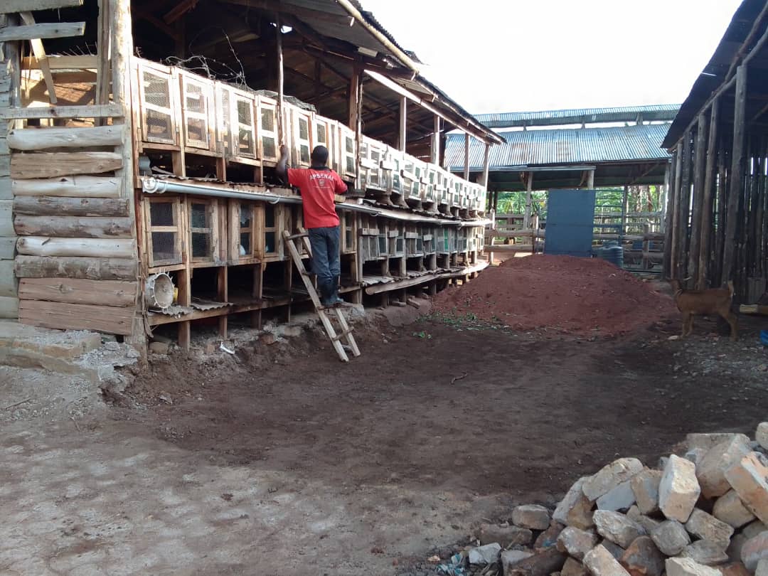 We're introducing #RabbitFarming into our integrated smallholder enterprise model. Revolutionizing agriculture with sustainable practices & empowering smallholders. We train how to raise rabbits efficiently while promoting health & boosting yields. #AdvacingHealthAndDignity