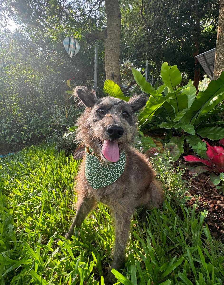 Little Billy asked if he could put on his new green bandana as he wanted to wish everybody a happy St Patrick’s Day. Says he wasn’t sure he’d be around for it after getting beaten up but he is here, happy and has a lovely life to look forward to ☘️💚