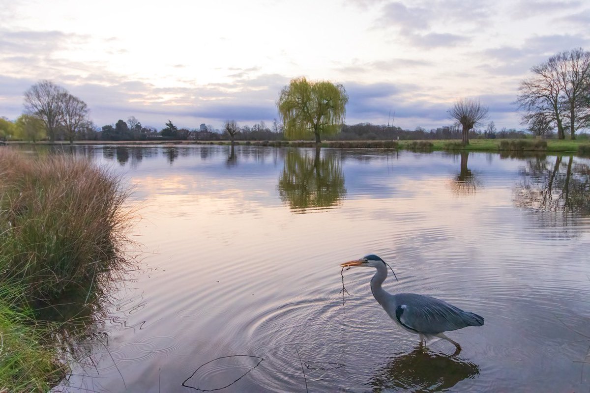 On a somewhat lacklustre Saturday morning Ron amused himself (and us) by moving twigs around the Leg of Mutton Pond. 16.03.24 @theroyalparks #bushypark @ChrisPage90 @itvlondon @Visit_Richmond1 @WildLondon @TWmagazines @Teddington_Town @TeddingtonNub