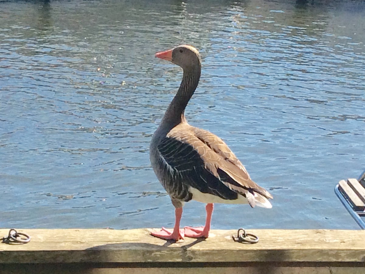 BureCottage tweet media