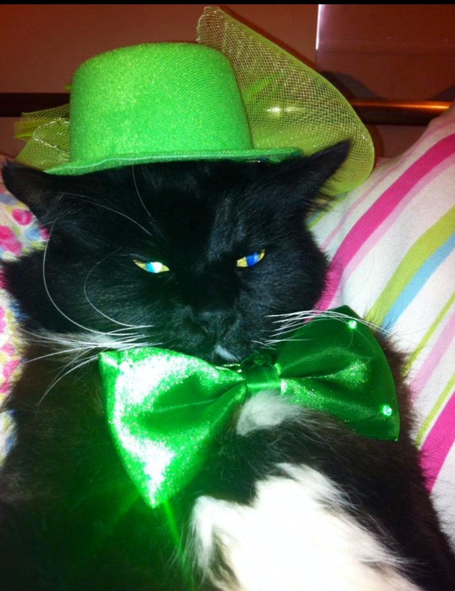 mandevillish's tweet photo. Happy St. Patrick’s Day….our Socks RIP was such a lovely Tom. Never minded an occasional photo op and always purring.
#happySt.PatricksDay 💚#CatsOfX https://t.co/3JTKaJC6Px