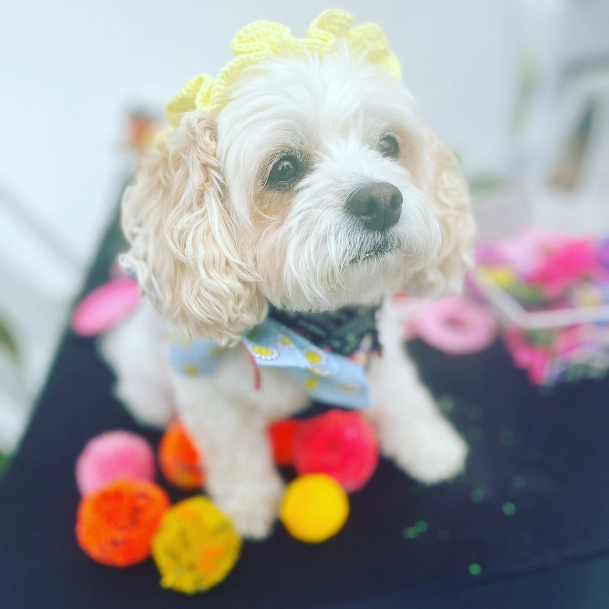 ISWAS_Gy's tweet image. Summer Classes for Carry On Crafting are now live and if you’ve booked your festival tickets already then why not come and join one of my Pompom Parties! carryoncraftingfestival.co.uk/buy-tickets/ #PompomParty #CarryOnCrafting #Ardingly