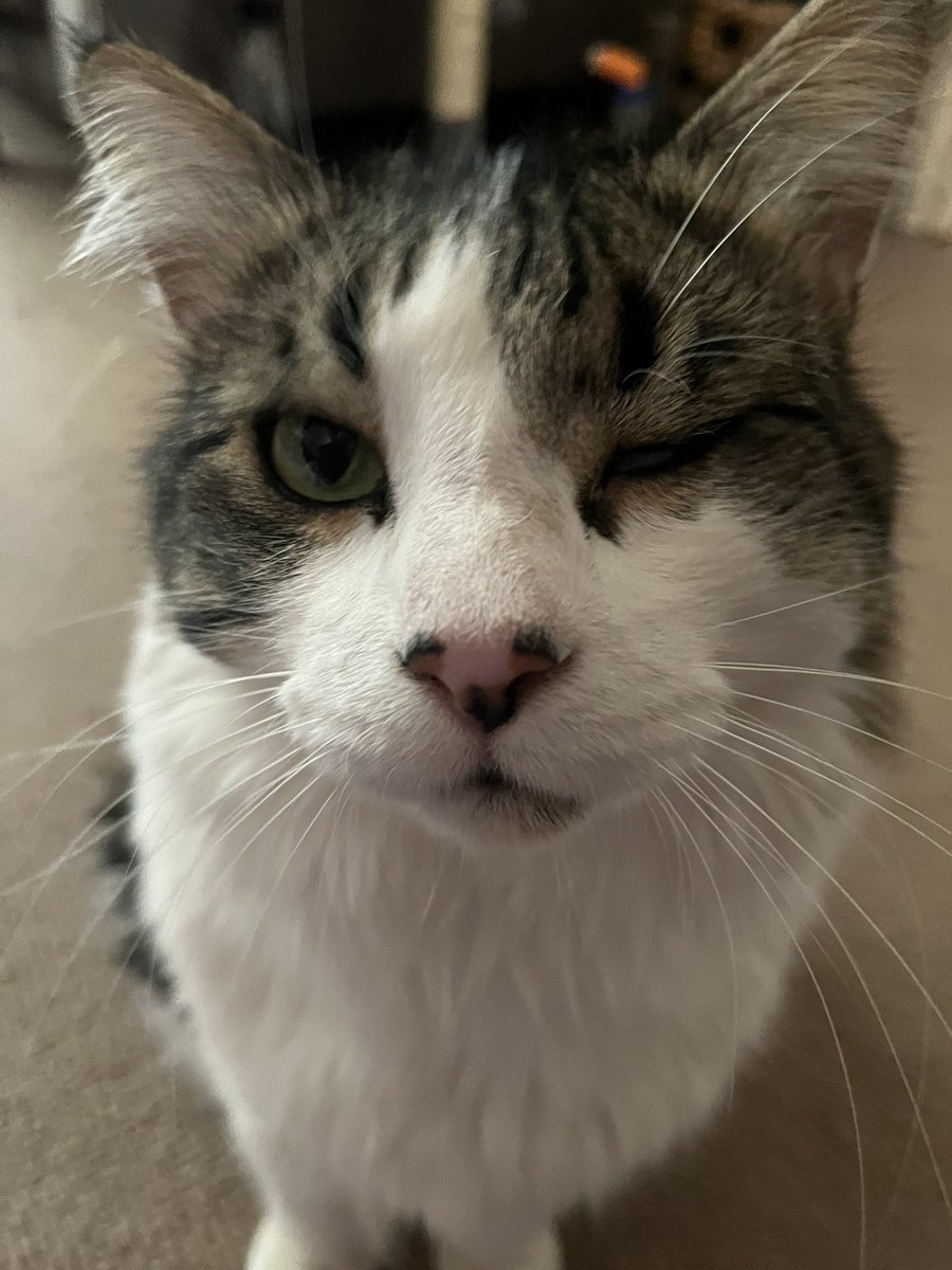 Wendy Wilkinson 🙀🐱🐈🦘 tweet media