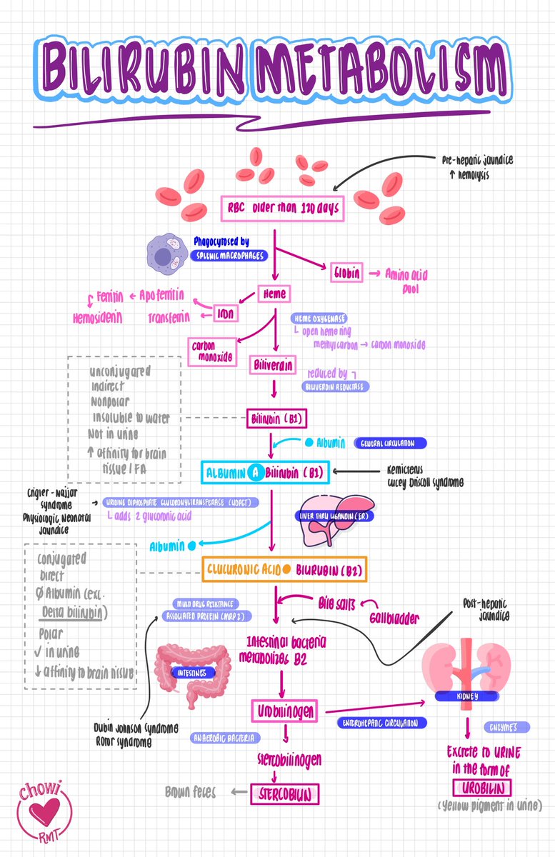 CC: BILIRUBIN METABOLISM 🧪

drive.google.com/file/d/13NfyCb…