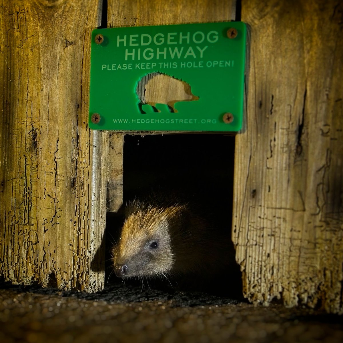 This Sunday, why not chat to your neighbours about #Hedgehog Highways? One garden isn't enough for a hedgehog - they need room to roam & gaps in garden fences & walls are vital! buff.ly/46GFIBk 📷 Christopher Morgan, courtesy of #HedgehogStreet, run jointly by us & @PTES