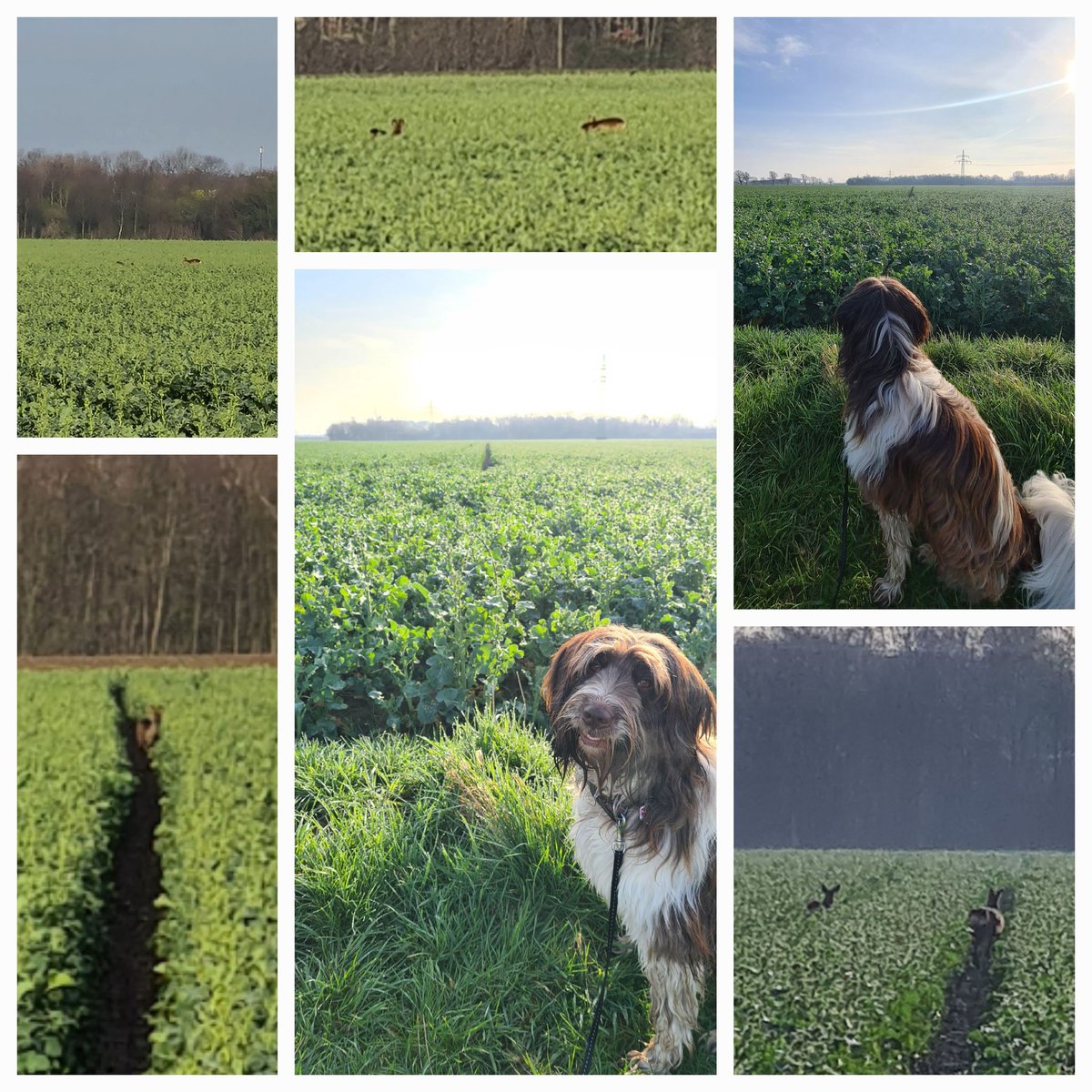 Stille und ausgesprochen schöne Begegnungen hatten wir heute morgen auch schon 🐿🦌🐕

#hunderunde
#spaziergangmithund
#wild 
#Rehe