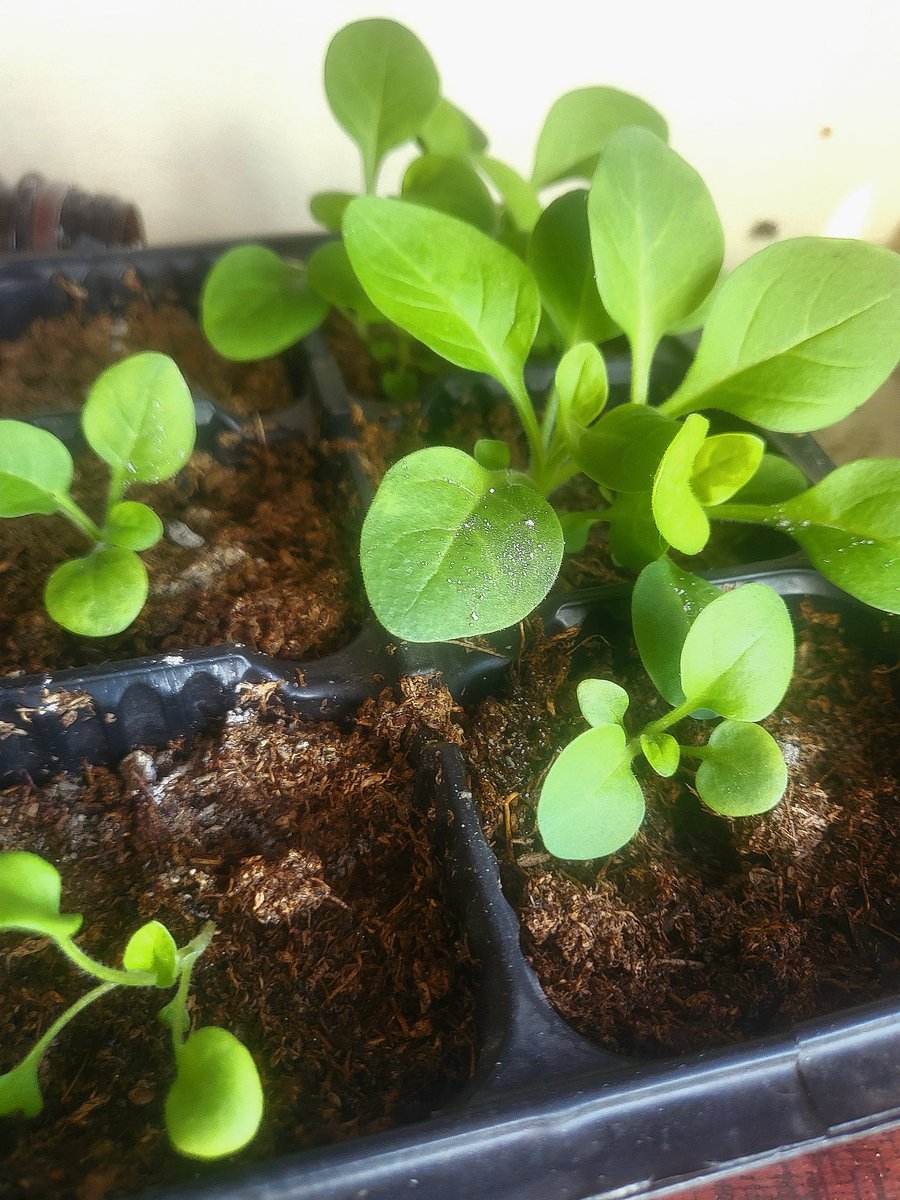 🌷𝖄𝖊𝖙𝖍𝖊𝖗𝖜𝖔𝖗𝖑𝖉 𝖓𝖊𝖘𝖗❀ tweet media