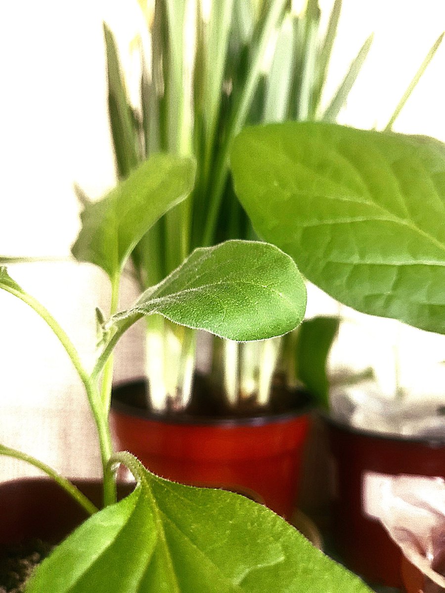 🌷𝖄𝖊𝖙𝖍𝖊𝖗𝖜𝖔𝖗𝖑𝖉 𝖓𝖊𝖘𝖗❀ tweet media