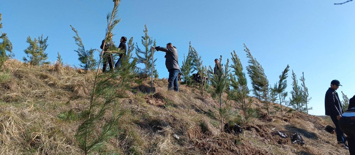 tajnature's tweet photo. 🇹🇯🌲🌳 “GREEN COUNTRY” Program in action : Seedling Planting Actions in the #Dushanbe and #Vahdat cities
#GreenCountry #SustainableDevelopment https://t.co/BV5mzf2QB8