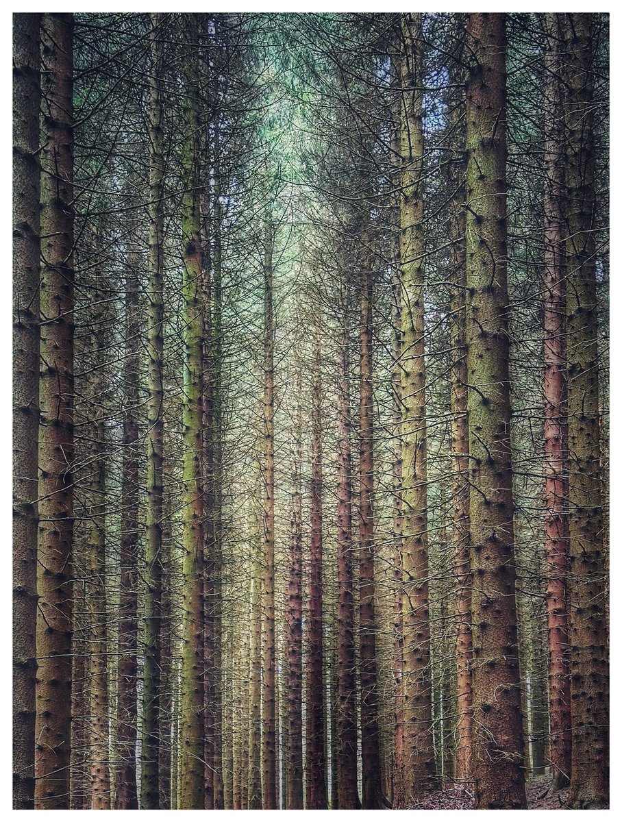 Into the woods my friends, to open your mind and soothe your soul 💚💚💚 I took this pic yesterday at Ladybower, Derbyshire, UK. #trees #nature #natureconnection #breathe #wellbeing #health #Happiness @keeper_of_books @treesnick @infotainmentod @D_Times @stwater @STWLadybower