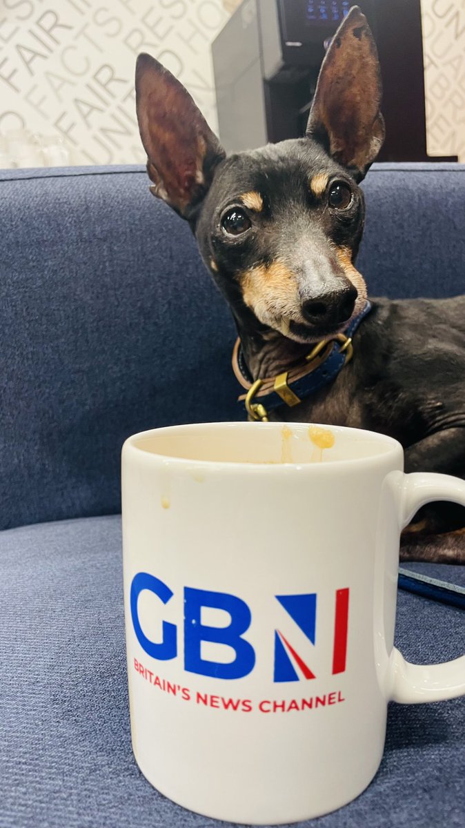 When I was in the @GBNEWS studios yesterday, chatting to @PipTomson on why well behaved dogs can help reduce human stress and boost concentration and loads more!