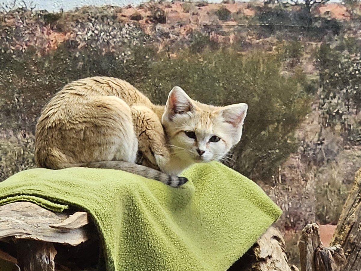 Me_Eat_Book's tweet photo. @stoopy12 The "not domesticated" sand cat at National Zoo https://t.co/J9JZQQElqC