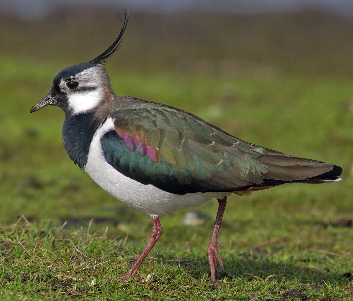 Happy #StPatricksDay 🍀🇮🇪 to all our followers in Ireland. Did you know, the country's national bird is the Northern Lapwing? An excellent choice! 😁