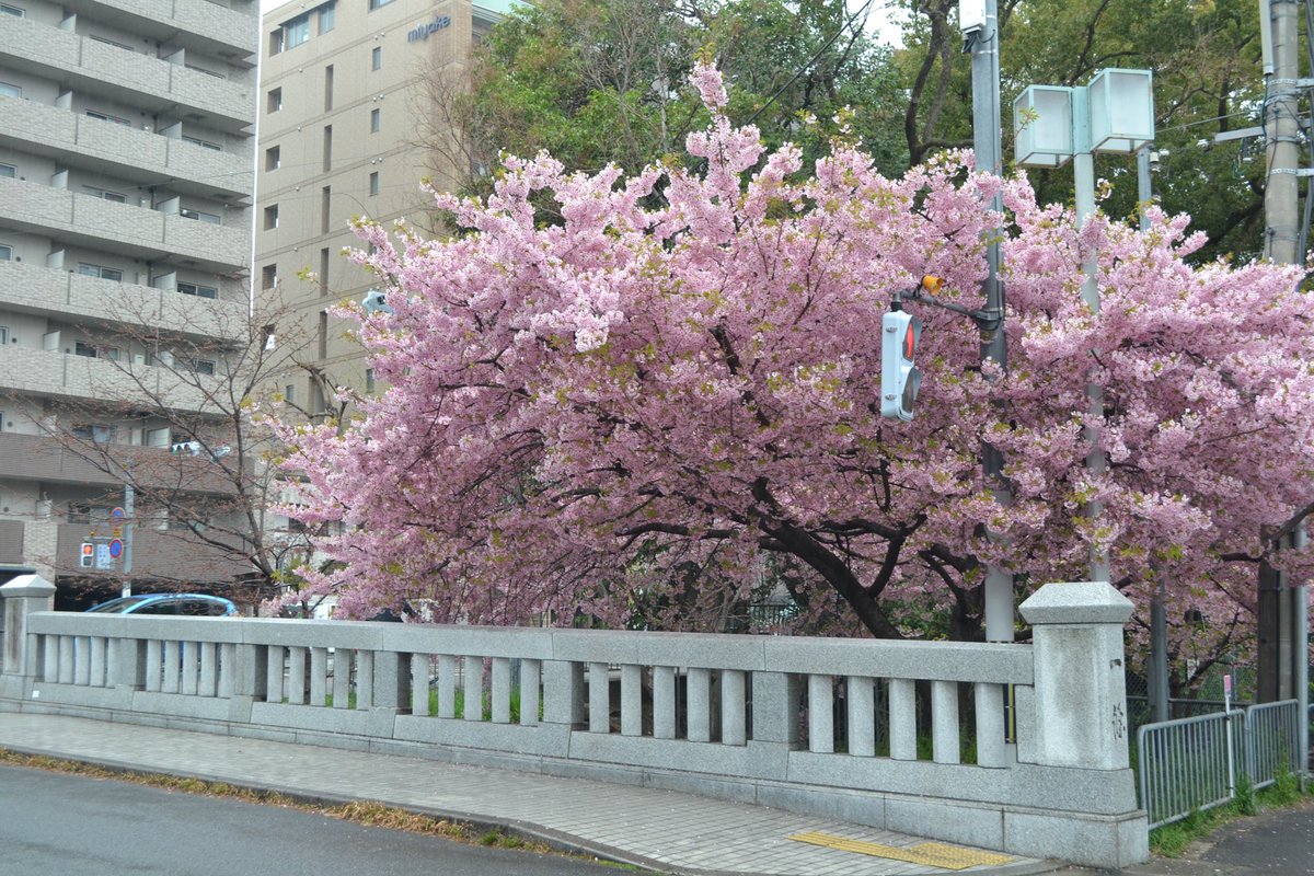 「雨のなか一条戻橋の河津桜を見、晴明神社で大吉を引き、プリンアラモードを頂く 最高」|中村杏子🦊委託5/31まで愛と狂気のマーケットのイラスト