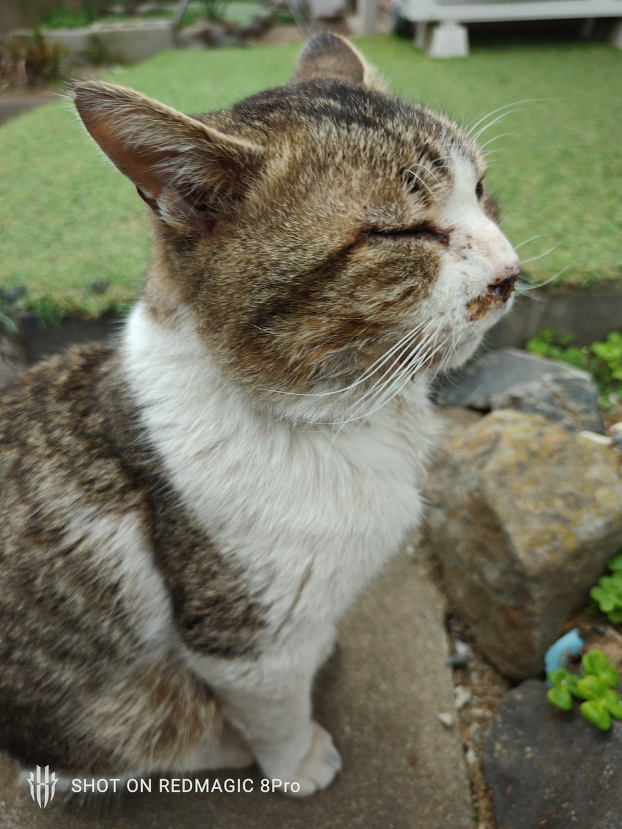 蜂駆除屋ビートルズ (@ll8voddwcbzshnt) on Twitter photo <a href="/ibaraki_capin/">認定NPO法人 動物愛護を考える茨城県民ネットワークCAPIN</a>
#保護してほしい #野良猫 #痩せてる #病気 #つくばみらい市
#成猫 #雄
前から見かけておりすごく人懐っこい子です。
一ヶ月ほど前まではふっくらしていたのですが、今はガリガリです。
何方か保護はできないでしょうか?
よろしくお願い致します。 <a href="/ibaraki_capin/">認定NPO法人 動物愛護を考える茨城県民ネットワークCAPIN</a>
#保護してほしい #野良猫 #痩せてる #病気 #つくばみらい市
#成猫 #雄
前から見かけておりすごく人懐っこい子です。
一ヶ月ほど前まではふっくらしていたのですが、今はガリガリです。
何方か保護はできないでしょうか?
よろしくお願い致します。