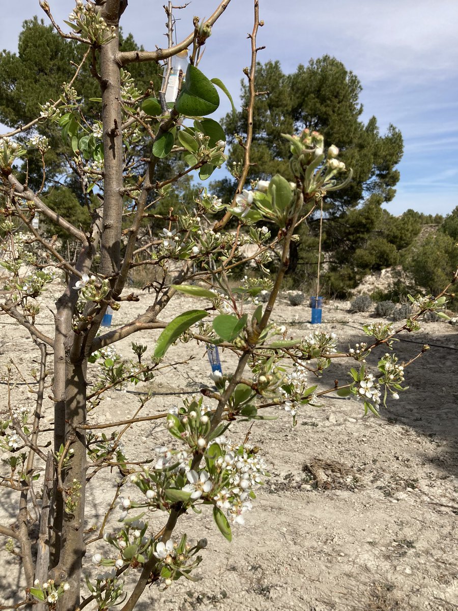 JMtnezNunez's tweet photo. Buenos días ,
Ya comienza a florecer la #PeraErcolini los #Ciruelos y los #Almendros en el bosque comestible de casa con 55 especies distintas.
Hemos sembrado #Lavandin #Espliego y #Lavanda para favorecer la polinización. https://t.co/jPV1EqcDFq