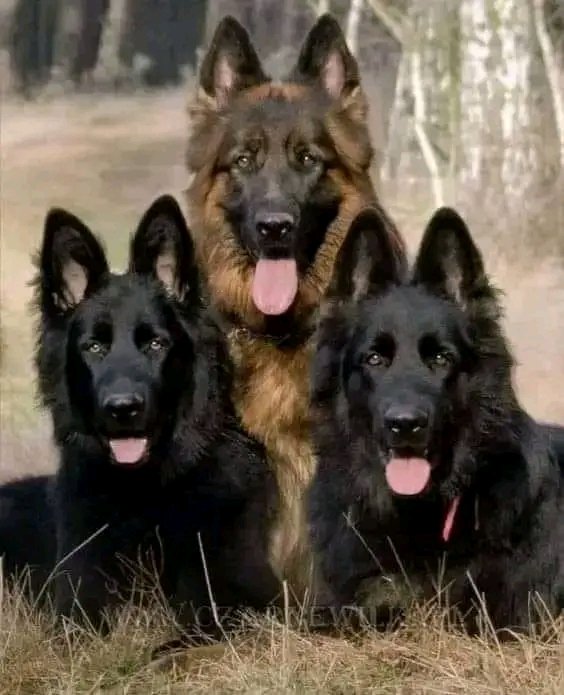 Germanheaven99's tweet photo. Great trio 😍
#GermanShepherd #GSDE https://t.co/VdEcBYCbY7