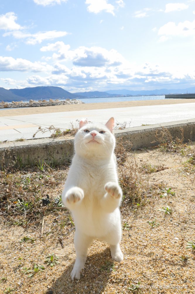 もう少し、あきらめないでね。

#ねこ #猫 #cat