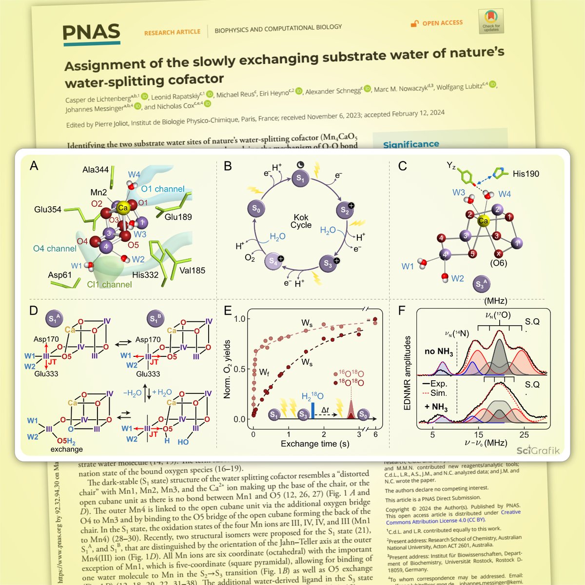 Kudos to Johannes Messinger's team (from @UU_University 🇸🇪) on their recent PNAS paper on a crucial aspect of water-splitting mechanism in photosynthesis. Read the study by @CasperLichtenbe🇩🇰 et al.👉: doi.org/10.1073/pnas.2…. 
Thanks for using <a href="/SciGrafik/">Dmitry Shevela 🇺🇦</a>🇸🇪 services!