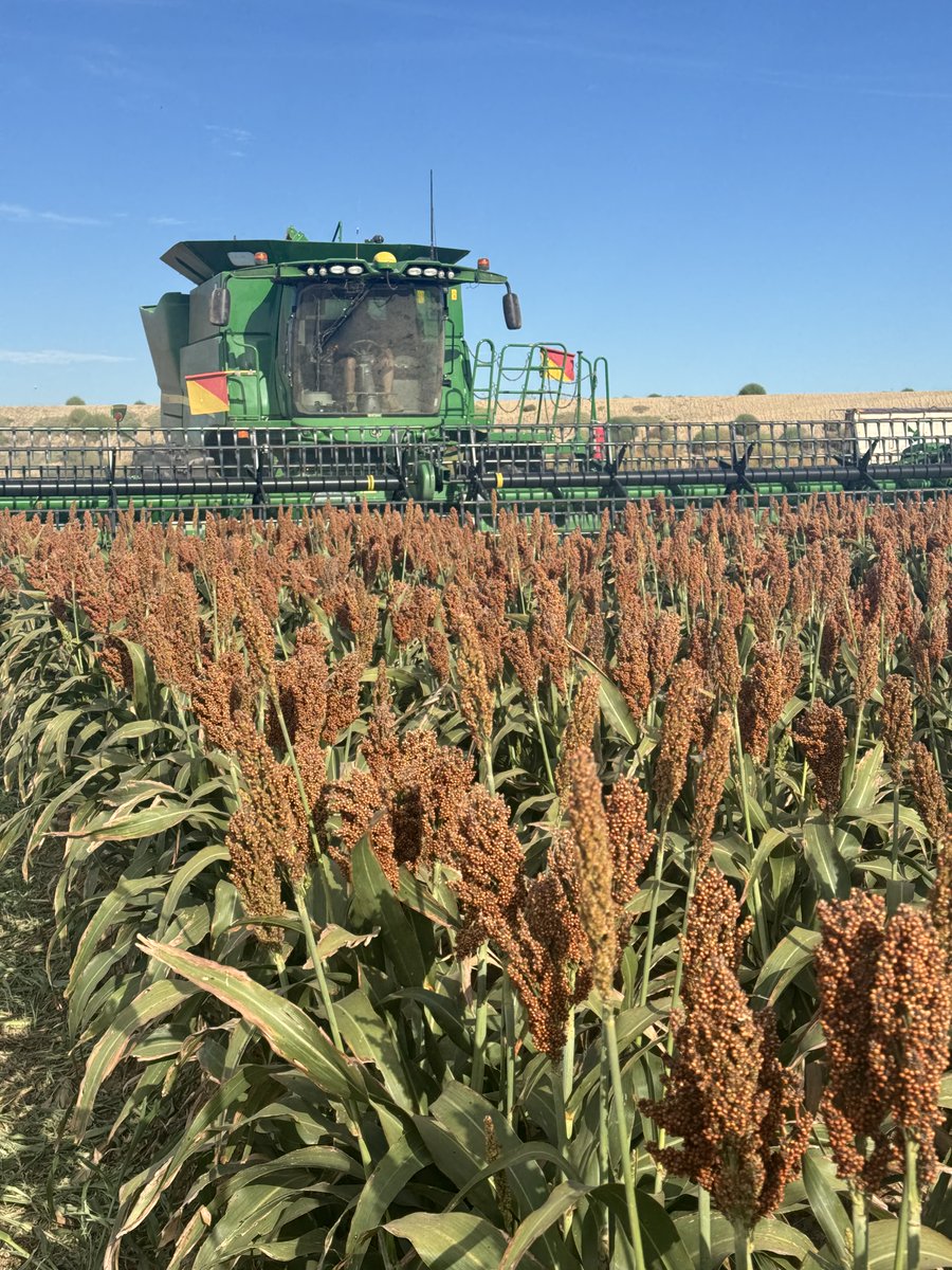 Last week saw the harvest of some @BarenbrugAUS seed Sorghum at Carrathool with some cracking results! 🙂