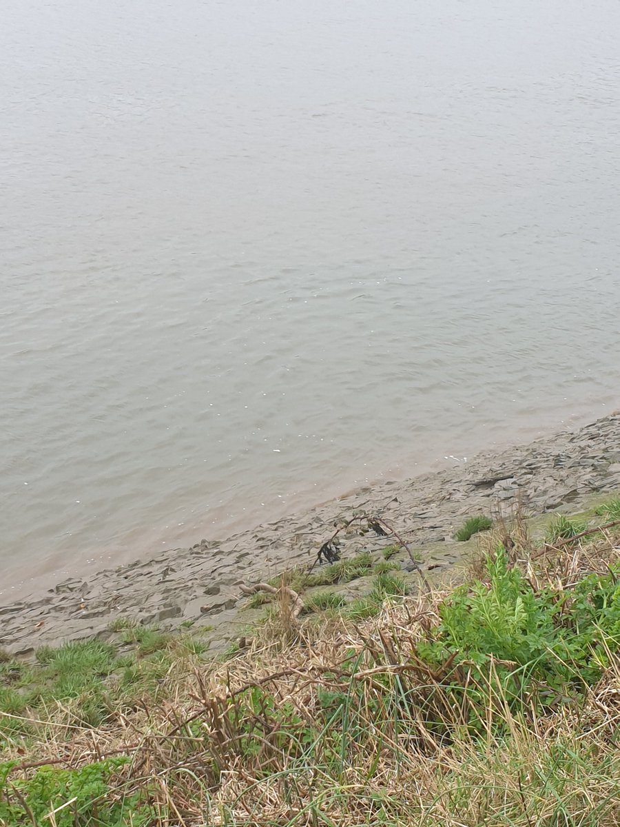 robtibbles's tweet photo. The river Yeo joining the Taw estuary at Barnstaple didn't look too healthy and dodgy surface foam down stream on the outgoing tide. Not normal How do I report this? @sascampaigns @EnvAgency @SelaineSaxby @west_devon_info @DaveThroup @CarveMag @ndgazette @NDevonBiosphere https://t.co/GapSTTk6yO
