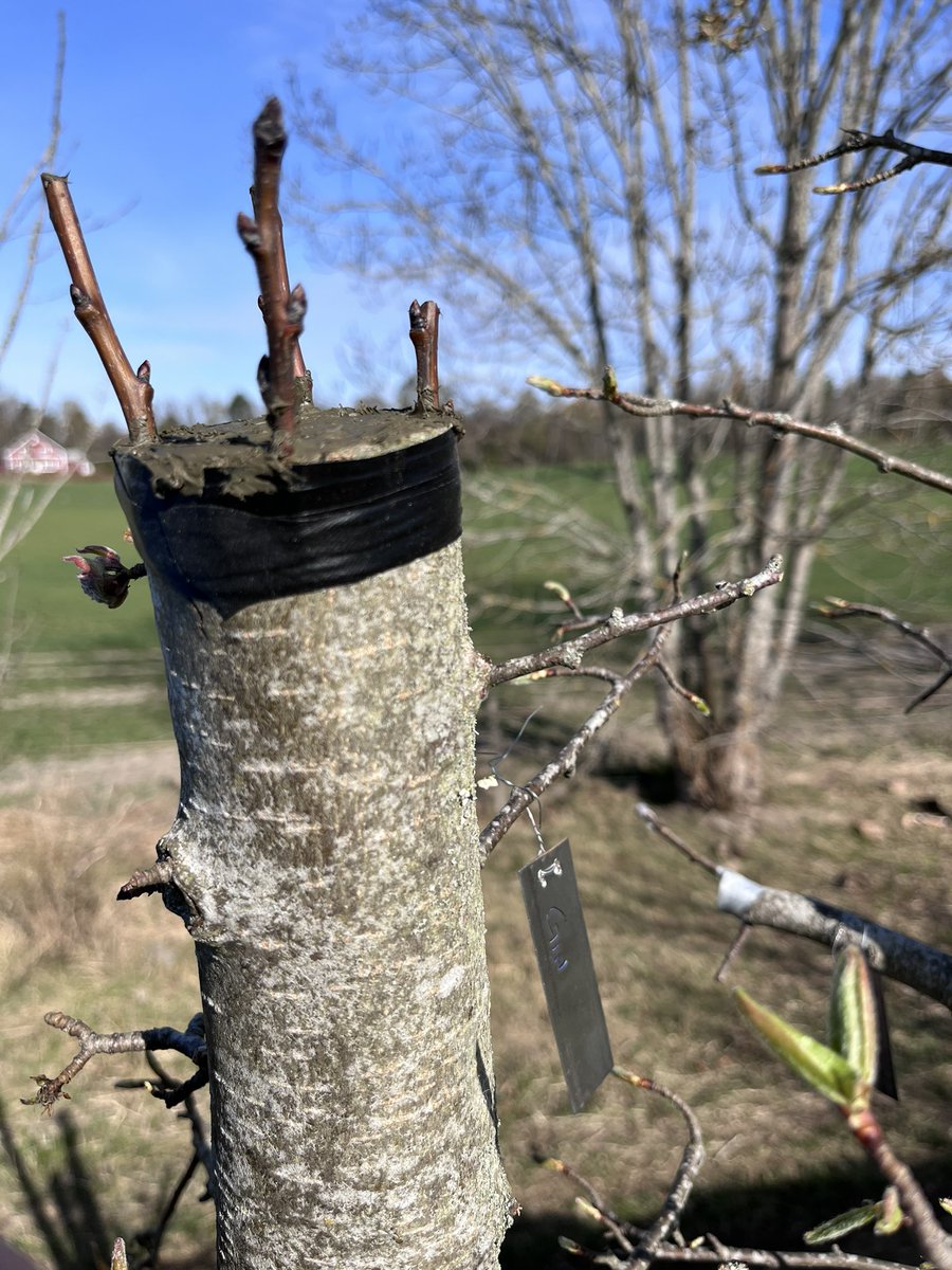 notklev's tweet image. 2022 vs 2024. Two years of intense growing. Looks like the scions from Gin is fast growing and it looks like its going to set flowers this spring. Fingers crossed!