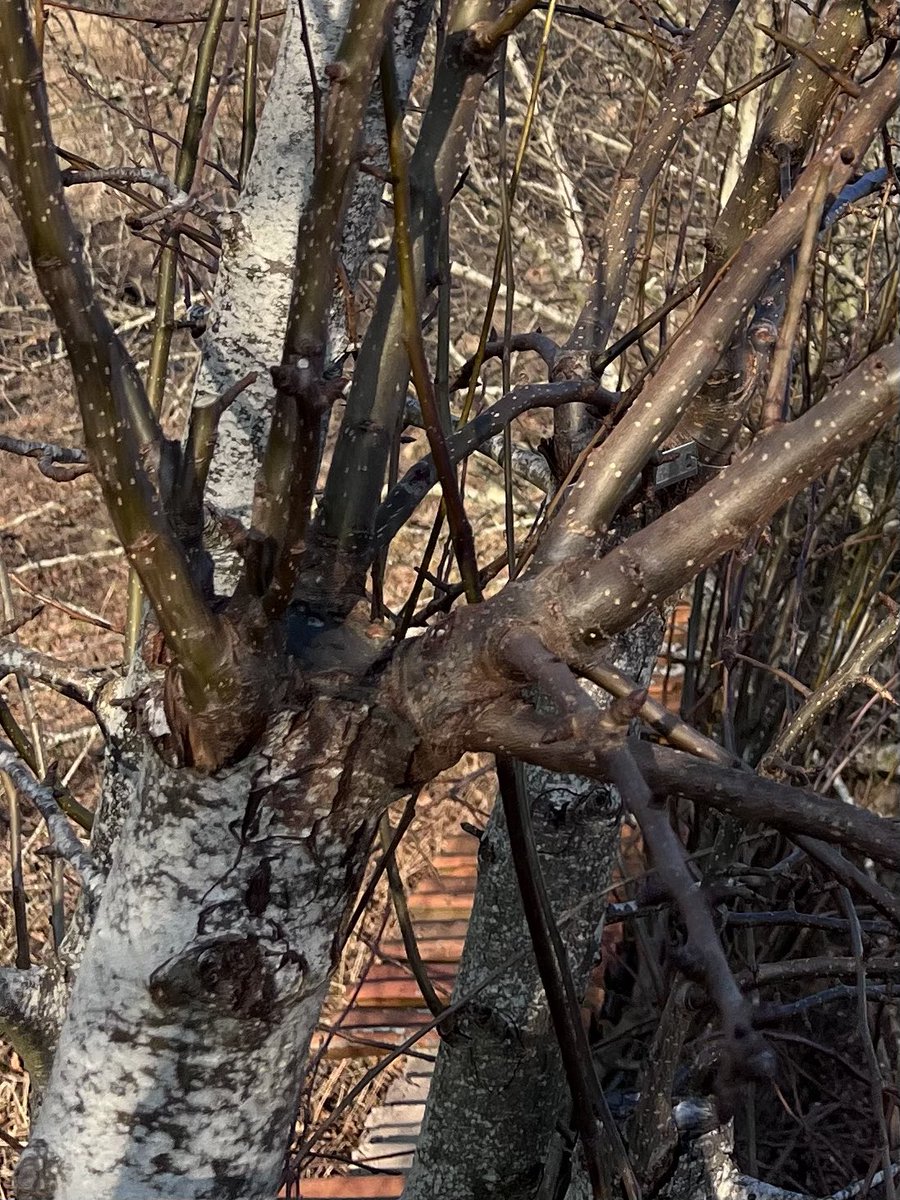 notklev's tweet image. 2022 vs 2024. Two years of intense growing. Looks like the scions from Gin is fast growing and it looks like its going to set flowers this spring. Fingers crossed!