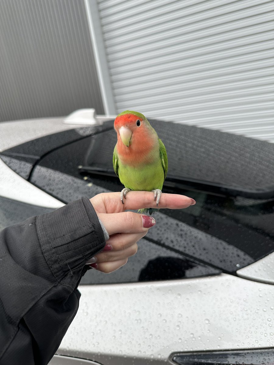 cha_puni0010's tweet photo. 迷いインコ保護中です
①場所：愛知県知立市
②日時：3/17 16時頃
③コザクラインコ
④特徴 ：手乗りだと思います。人馴れしてるみたいですぐに手に乗ってきました。

きっと大切に飼われてた子だと思います。飼い主さんに届きますように…😢
#拡散希望
#コザクラインコ
#迷い鳥
#迷子インコ
#知立市 https://t.co/13NsZ4ehQw