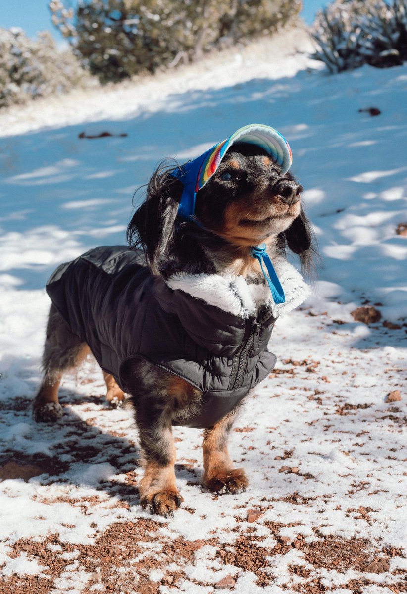 Dog1Furry's tweet photo. "Furry Dog Supplies" Spring is trying it again! Get your furry friend and have play time or car rides in the ragtop!

https://t.co/lh8yoYiVM0

#toys #carseats #carmats #houses #beds #treats #groomingsupplies #clothes #costumes #dogruns #kennels #puppysteps #trainingaids #treats https://t.co/i1KwKSoMzK