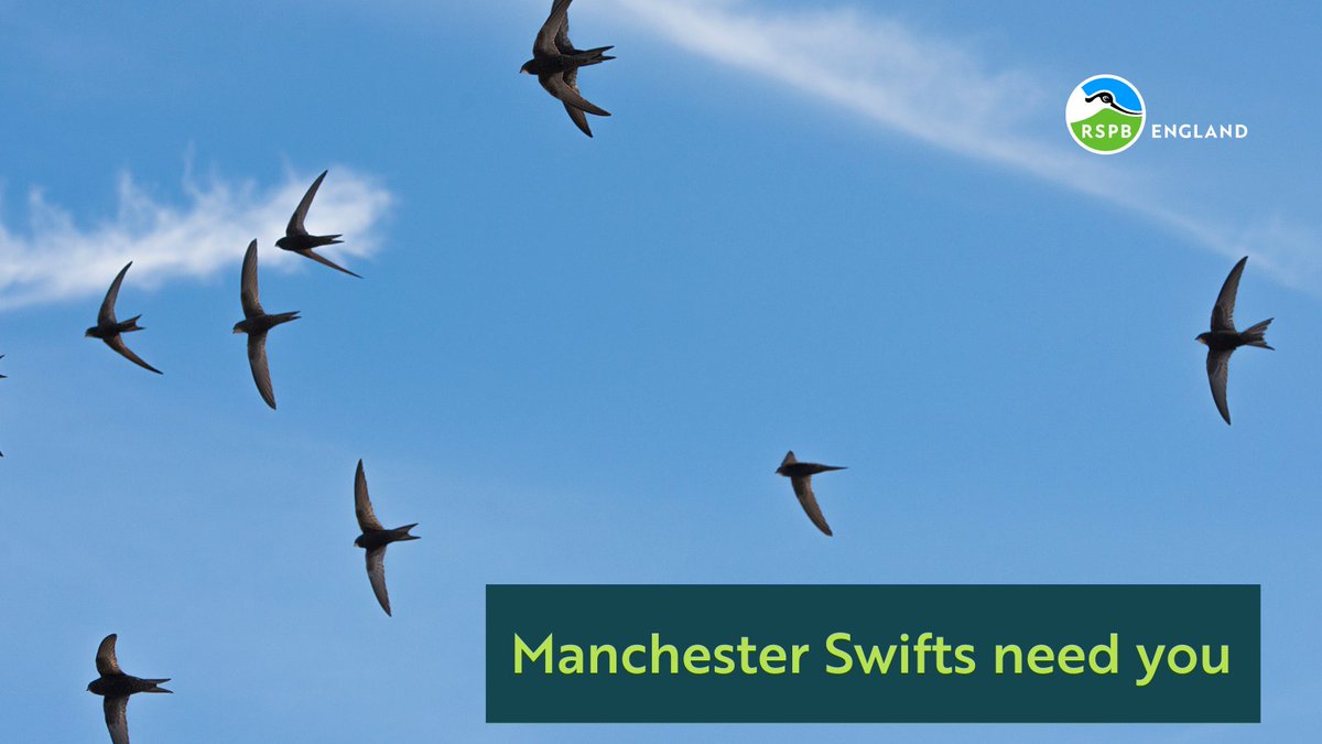 Become a Swift Ambassador on our Swift Recovery Project in Manchester and help inspire communities to reverse Swift declines. A variety of roles on offer & no experience required, all training provided. Swiftly does it! bit.ly/48QDG2o @SaveourSwifts @bandbswifts