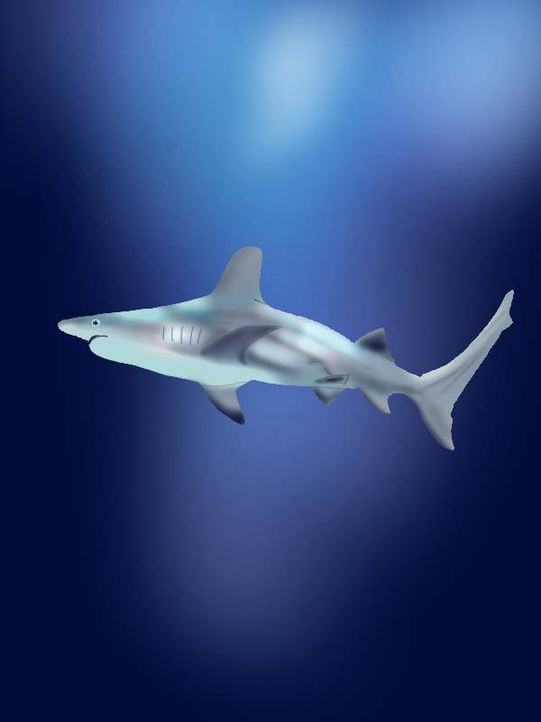 オオメジロザメ
Bull shark
#illustration #イラスト #漫画 
#artwork #dubaiaquarium