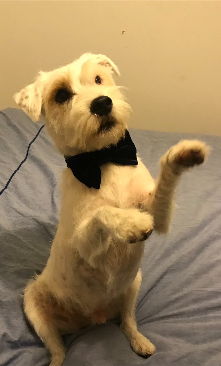 Tim Spoor MBE (@timspoor7) on Twitter photo Daddy don’t leave me again with the other Daddy to go off to that <a href="/BFIFlare/">BFI Flare 🌼</a> film festival. Sorry Sherlock I am seeing two fantastic films today and I promise to be back soon. #QueerSundayCinema #FLARE2024 🖤🤎❤️🧡💛💚💙💜🩵🩷🤍 Daddy don’t leave me again with the other Daddy to go off to that <a href="/BFIFlare/">BFI Flare 🌼</a> film festival. Sorry Sherlock I am seeing two fantastic films today and I promise to be back soon. #QueerSundayCinema #FLARE2024 🖤🤎❤️🧡💛💚💙💜🩵🩷🤍