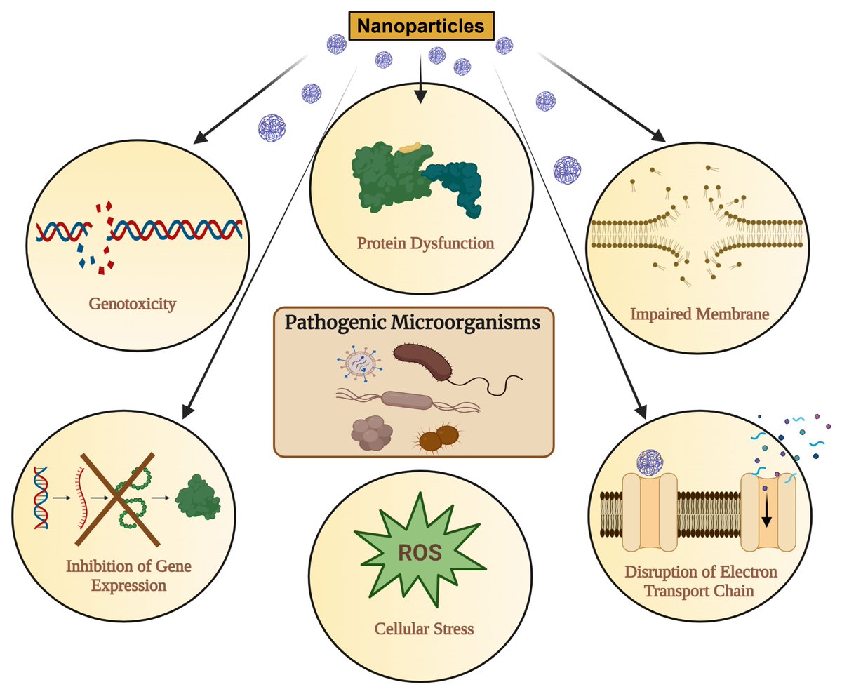 Nanoscale materials for managing #pathogens causing #plant #diseases, their benefits and limitations - review in <a href="/PlantDiseaseJ/">Plant Disease</a> by Raja Muthuramalingam and others like <a href="/barrosoka/">Karol A. Barroso</a>, <a href="/julianaassm/">Juliana Milagres</a>, <a href="/TedardiVitoria/">Vitória M. Tedardi 🌾🔬🔍🪴💻</a>, @daSilvaLab1 - doi.org/10.1094/PDIS-0…