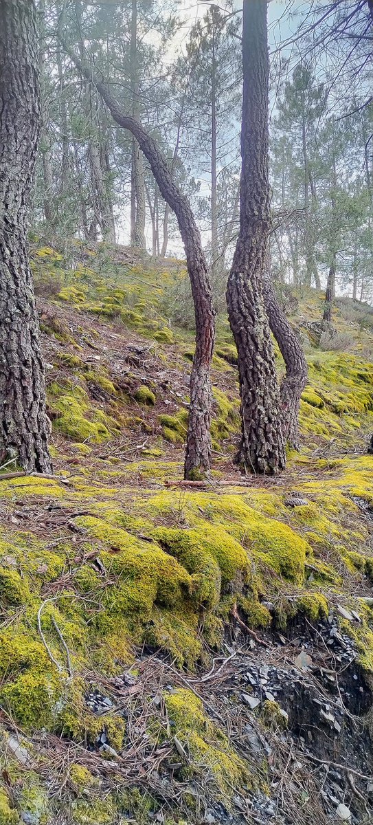 Losdocerobles's tweet image. 🗣️¿Sabías que el #estrés es una de las peores enfermedades del siglo XXI?

💯Disfrutar un #findesemana en la #naturaleza puede ser la mejor de las terapias.

📍PARQUE NATURAL DE LA SIERRA NORTE DE GUADALAJARA.

📷 Musgos indicadores de biodiversidad. 

#TurismoRural #casarural