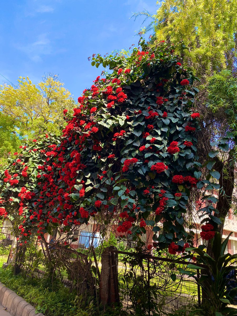 ishreyamalik's tweet photo. O’ Spring! #Ashokaroad Delhi https://t.co/J3X6LaNy0s