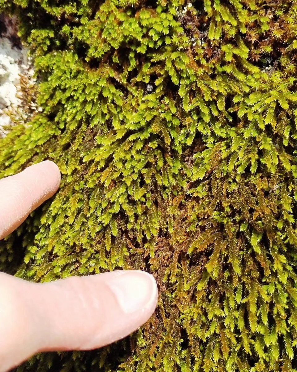 Losdocerobles's tweet image. 🗣️¿Sabías que el #estrés es una de las peores enfermedades del siglo XXI?

💯Disfrutar un #findesemana en la #naturaleza puede ser la mejor de las terapias.

📍PARQUE NATURAL DE LA SIERRA NORTE DE GUADALAJARA.

📷 Musgos indicadores de biodiversidad. 

#TurismoRural #casarural