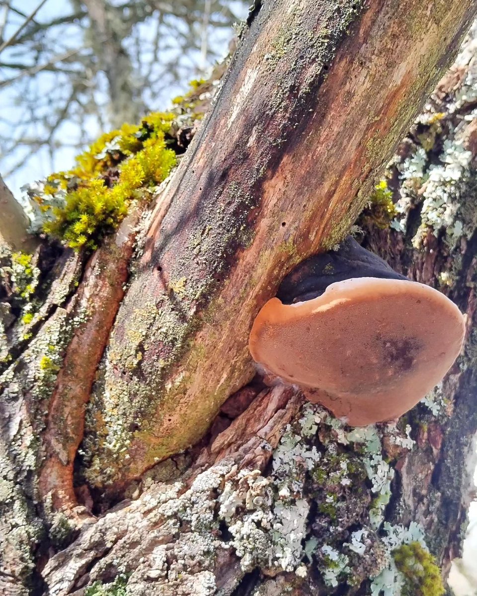 Losdocerobles's tweet image. 🗣️¿Sabías que el #estrés es una de las peores enfermedades del siglo XXI?

💯Disfrutar un #findesemana en la #naturaleza puede ser la mejor de las terapias.

📍PARQUE NATURAL DE LA SIERRA NORTE DE GUADALAJARA.

📷 Musgos indicadores de biodiversidad. 

#TurismoRural #casarural